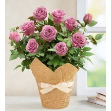 Lovely Lavender Rose (Small)