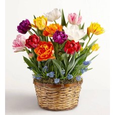 Bountiful Blooms Bulb Garden + Free Gummies (Large)
