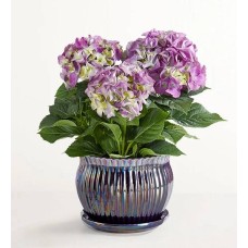 Blissful Blooming Hydrangea (Small Purple)