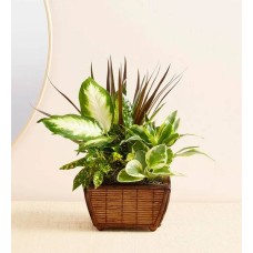 Zen Dish Garden (Zen Dish Garden)