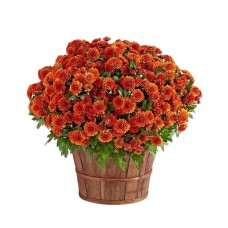 Autumn Outdoor Mum