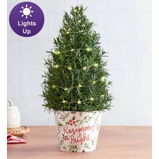 Rosemary and Bright Tree (Rosemary Tree)