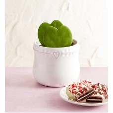 Hoya Heart Succulents (Double Hoya)