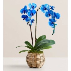 Beautiful Blue Phalaenopsis Orchid (Double Stem)