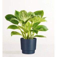 Philodendron Birkin Plant (Shelf Size (small) with Sandstone Planter)