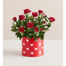 Hearts in Bloom Rose Plant