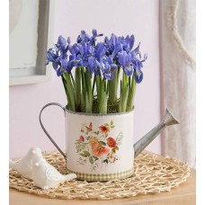 Iris Meadow Bulb Garden