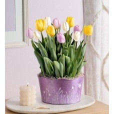 Pastel Petals Tulip Garden