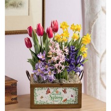 Hello Spring Bulb Garden