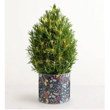 Rosemary & Bright Tree (Rosemary & Bright Tree)