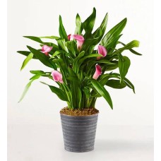 Pink Petal Calla Lily
