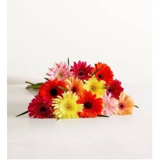 Happy Gerbera Daisies: 12-24 Stems (12 Stems, Bouquet Only)