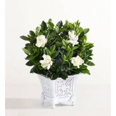 Grand Gardenia (Small)