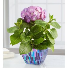 Majestic Mosaic Hydrangea (Small - Purple)