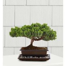 Juniper Bonsai (Small)