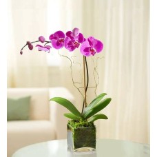 Elegant Orchid Purple with Candle