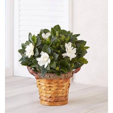 Blooming Gardenia Plant In Basket (Small)