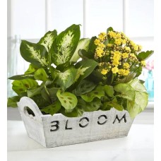 Bloom Dish Garden (Bloom)