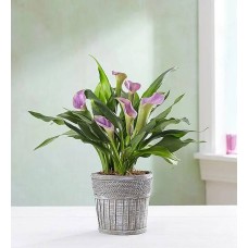 Elegant Calla Lily Large Purple with Keepsake