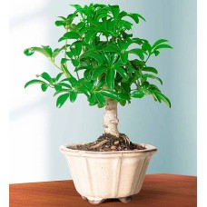 Hawaiian Umbrella Tree (Small)