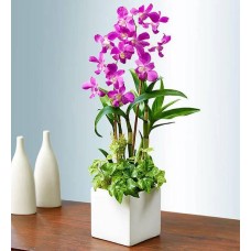 Classic Dendrobium Dish Garden