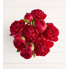Scarlet Burst Peonies (10 Stems Bouquet Only)