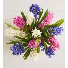 Fragrant Hyacinth Bouquet, 12 Stems (Bouquet Only)
