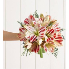 Peppermint Amaryllis Bouquet (Bouquet Only)
