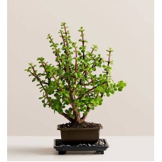 Dwarf Jade Bonsai (Small)