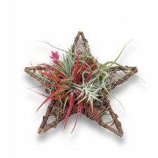 Live Air Plant Star Centerpiece & Wreath
