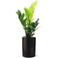 Modern ZZ Plant
