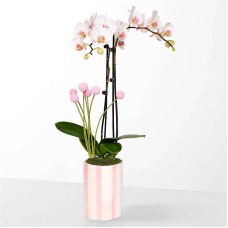 Soft Beauty Pink and White Orchid
