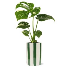 Lush Monstera Plant
