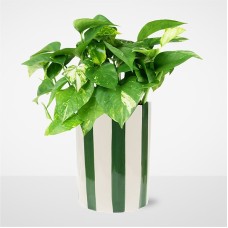 Pure Joy Pothos Plant