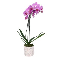 Cheerful Orchid Charm