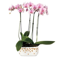 Pink and Pretty Orchid Garden