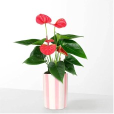 Sending Love Pink Anthurium