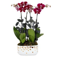 Purple Enchantment Orchid Garden