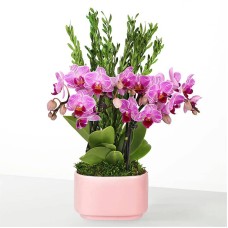 Tropical Romance Mini Orchid Garden