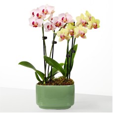Blooming Embrace Orchid Duo