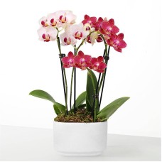Let Love Grow Orchid Duo