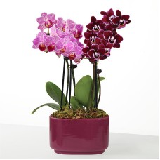 Purple Paradise Orchid Duo