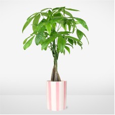 Sweetheart Money Tree