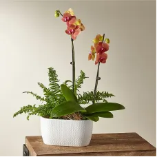 Orchid & Fern Garden