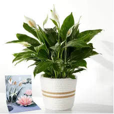 Peace Lily Plant & Sympathy Pop Up Card