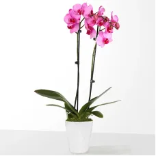 Pink Watercolor Orchid