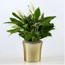 Comfort Bloom Peace Lily