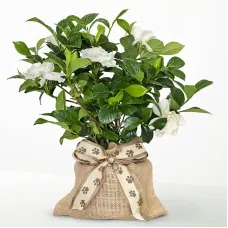 Memory in Bloom Pet Sympathy Gardenia