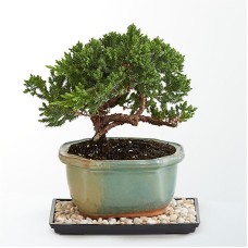 Juniper Bonsai Tree