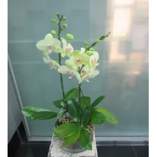 3 Stems Orchid Plant